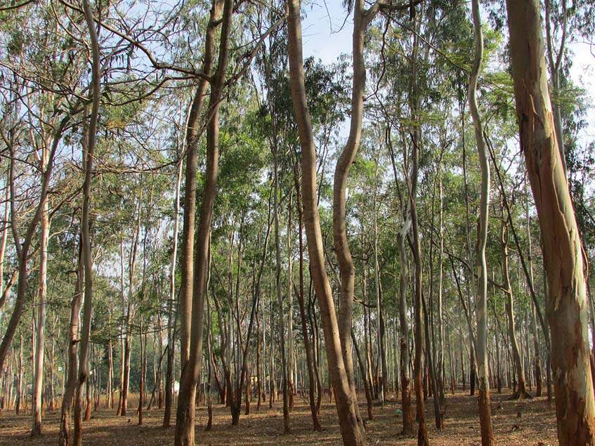 eukaliptusz erdő