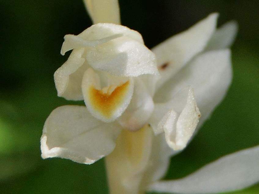 fantom orchidea