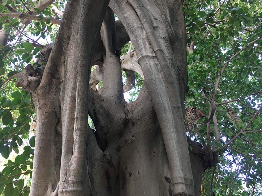 Ficus bibracteata