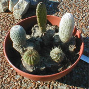 földlabdás kaktuszok