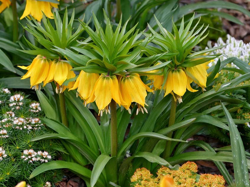 fritillaria lutea