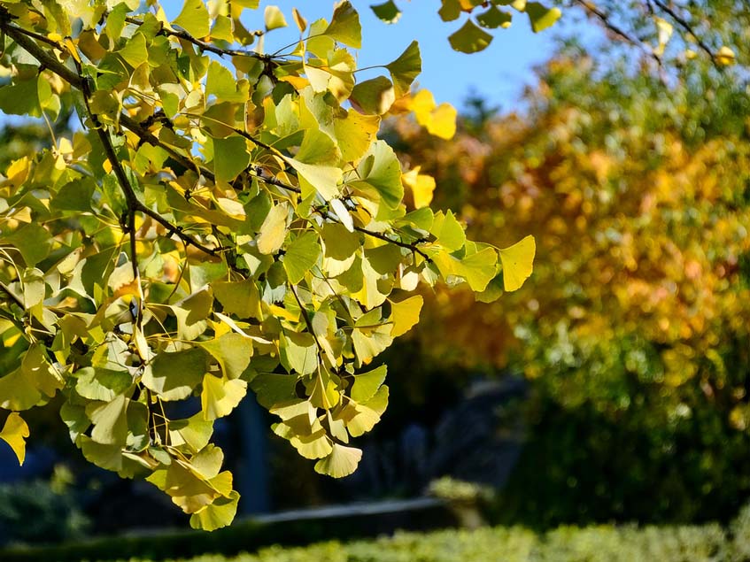 ginkgo