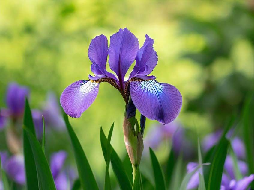 Iris louisinana