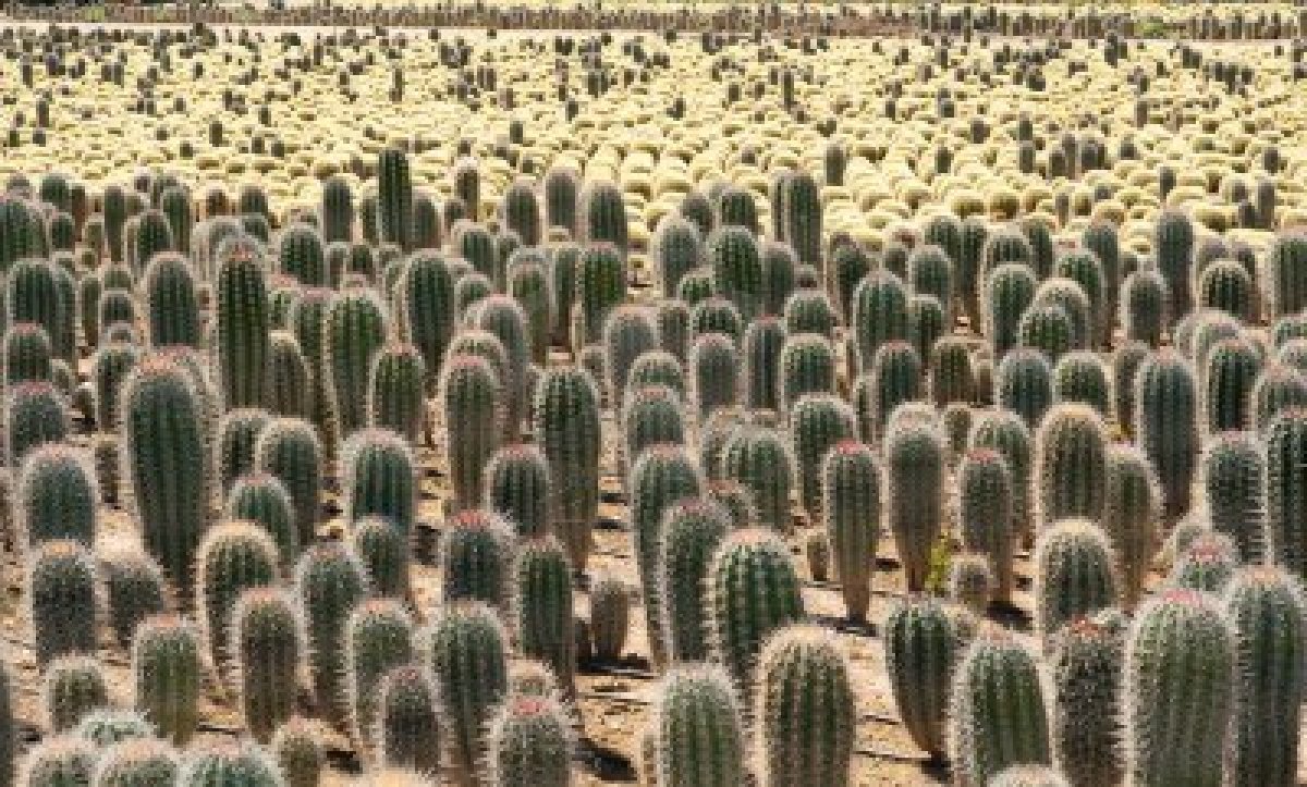 kaktusz farm