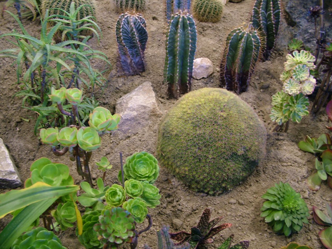 kaktuszkert, Tull, nemzetközi kertészeti kiállitas 2008.