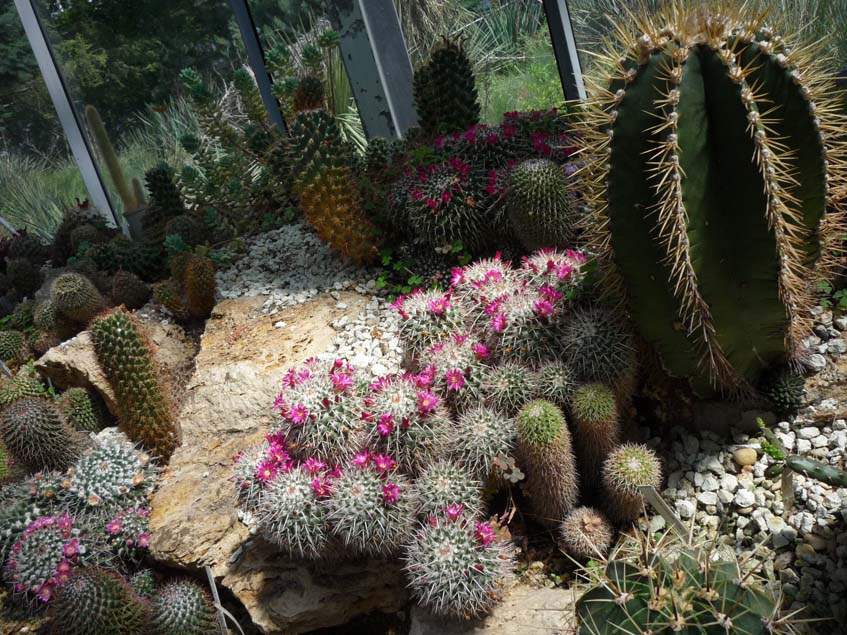 kaktuszok a Füvészkertben