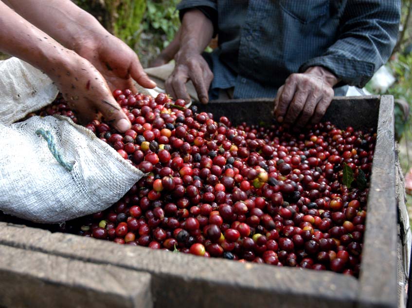 kávészüret Guatemalaban