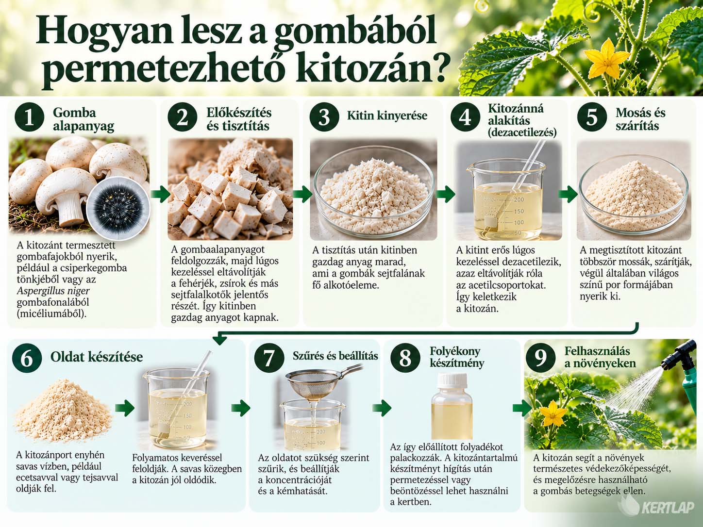 kitozán előállítása