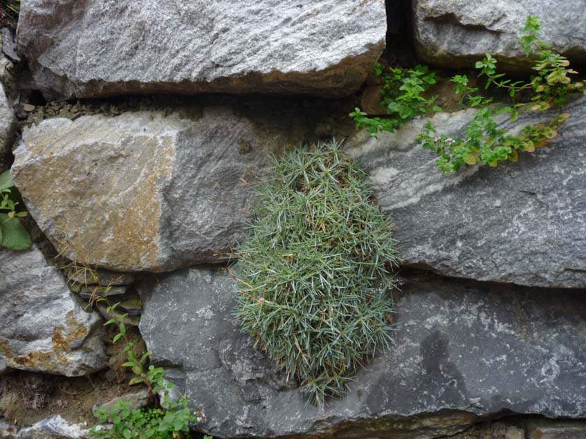 kő támfal