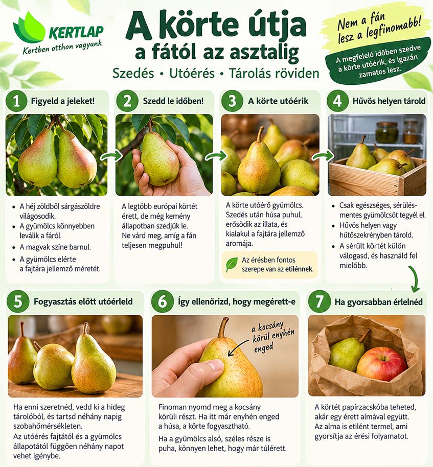 körte szüret