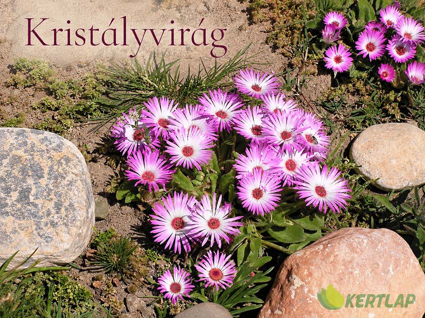 kristályvirág