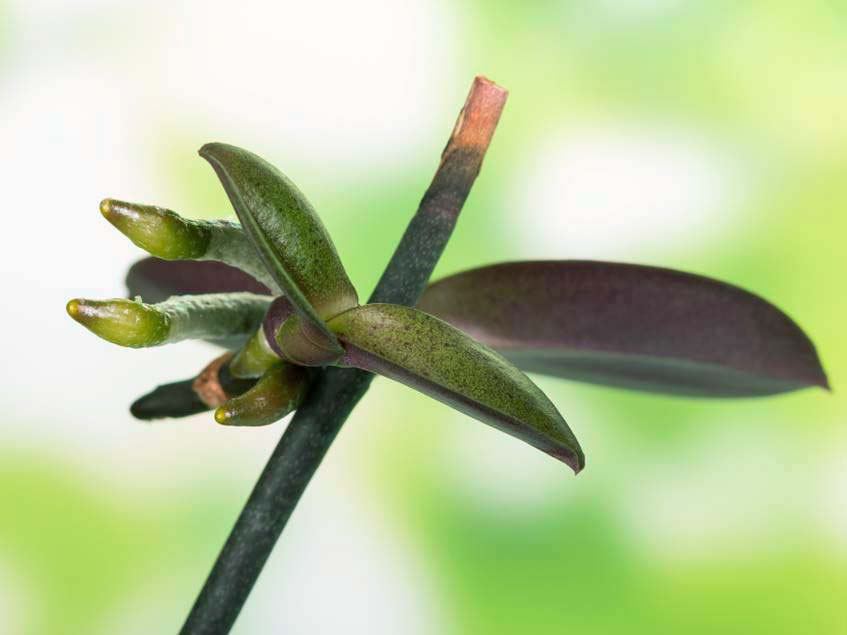 lepkeorchidea fióknövény