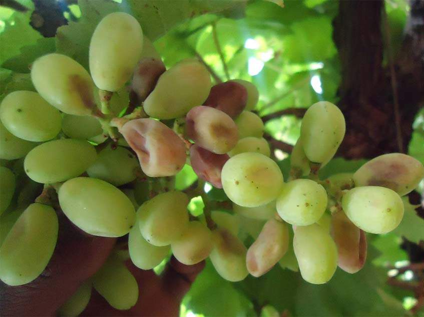 lisztharmat szőlőn