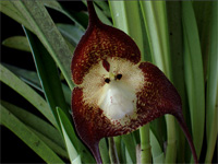 majom orchidea