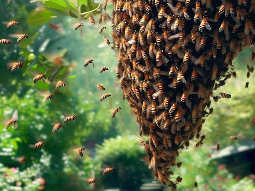 méhrajzás