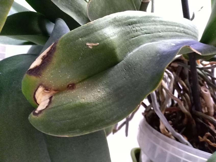 napégés orchidea levelén