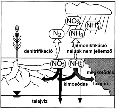 nitrát és ammónium útja a talajban