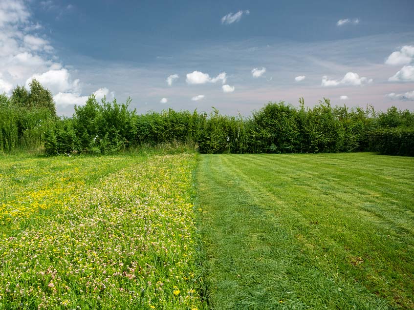 nyírt és nyíratlan gyepfelületek egymás mellett