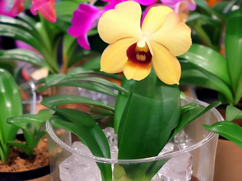 orchidea-jégkocka