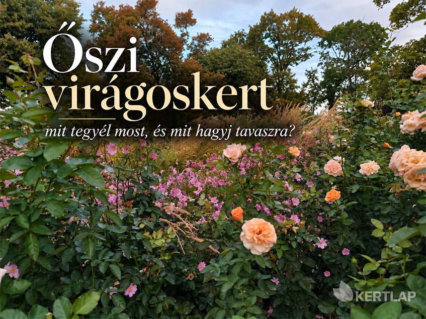 őszi virágoskert