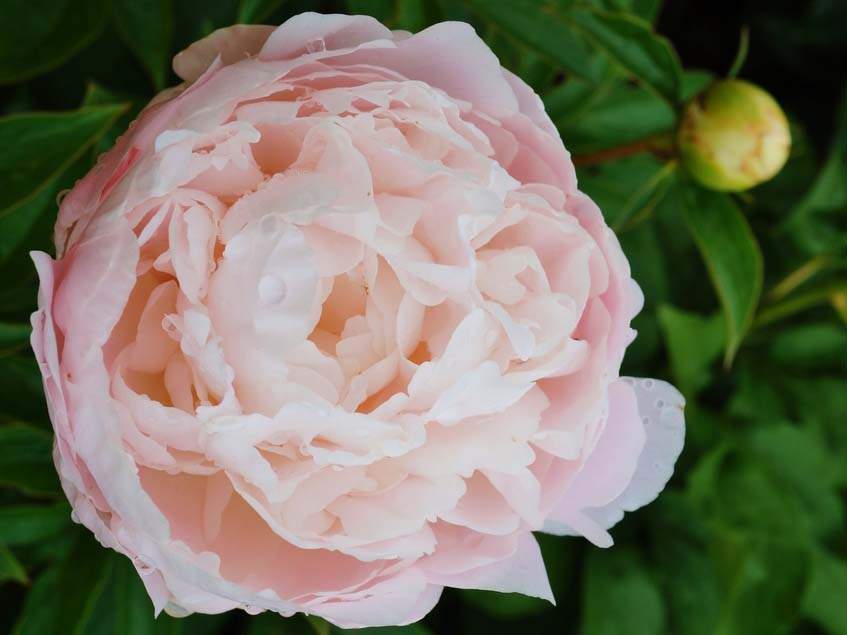 Pünkösdi rózsa, a nyárelő pazar virága