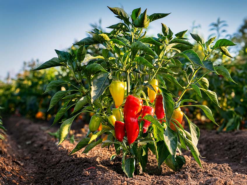 paprika