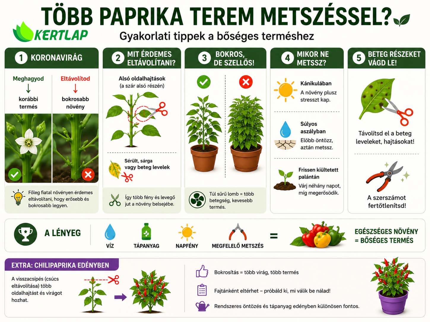 paprika-metszés infografika
