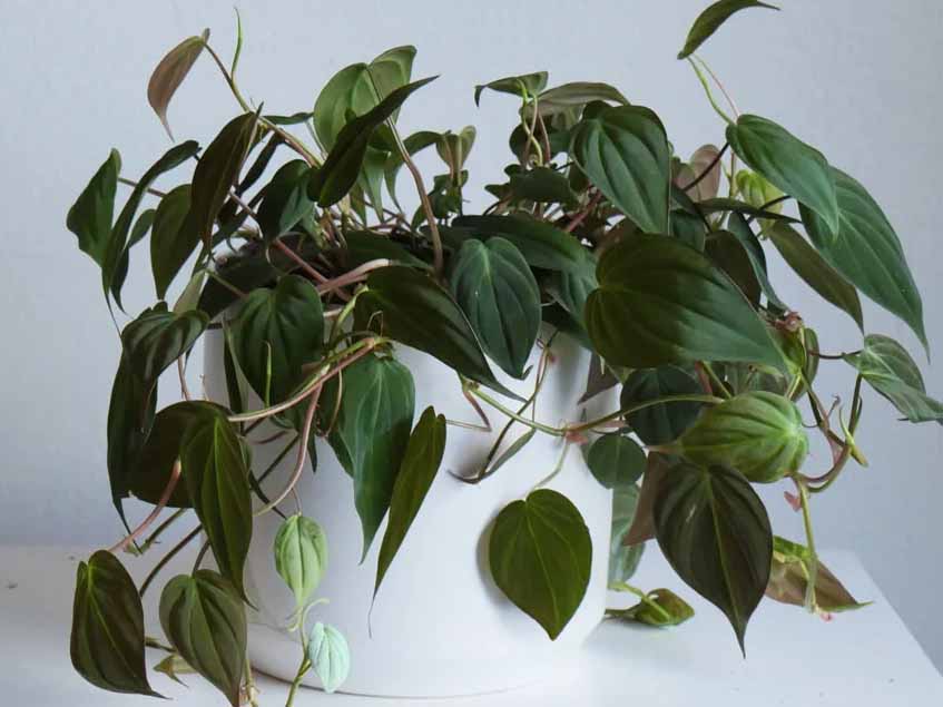 Philodendron micans