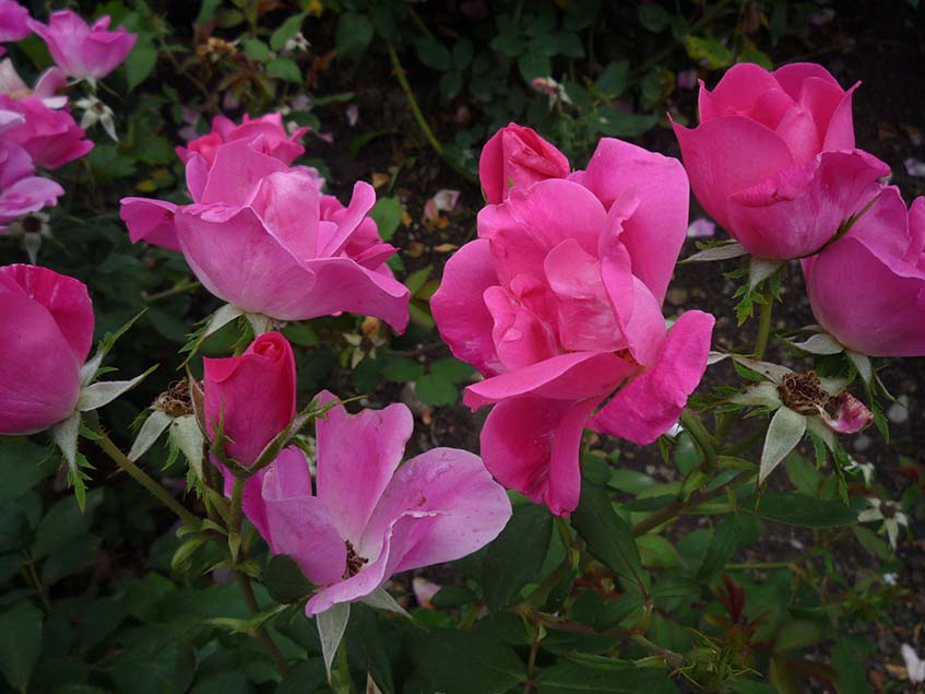 pink knock out