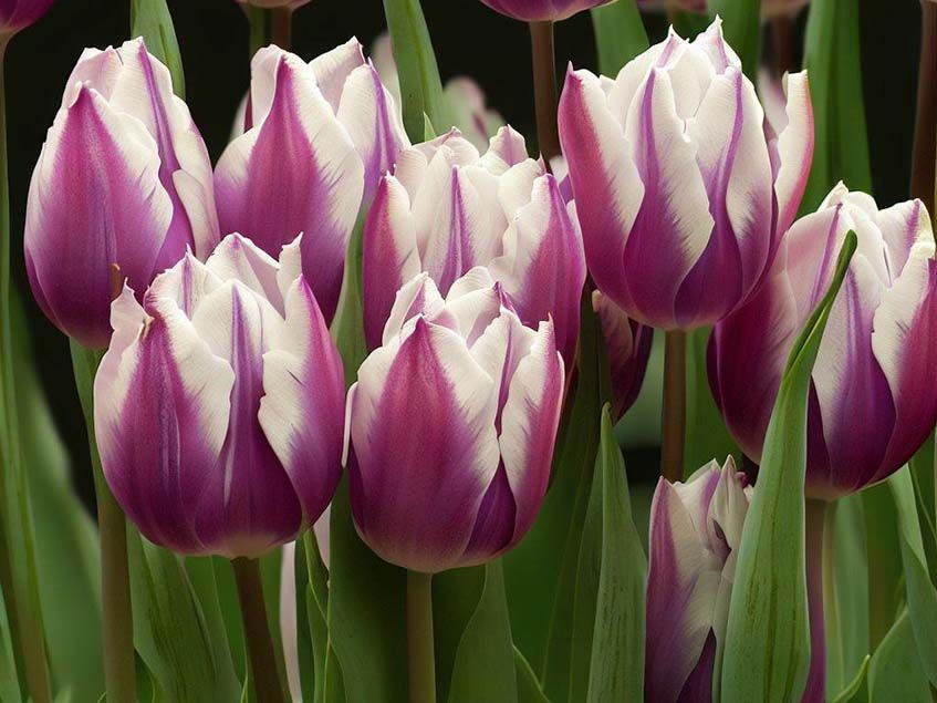 Mutációval nemesített Rembrandt tulipán
