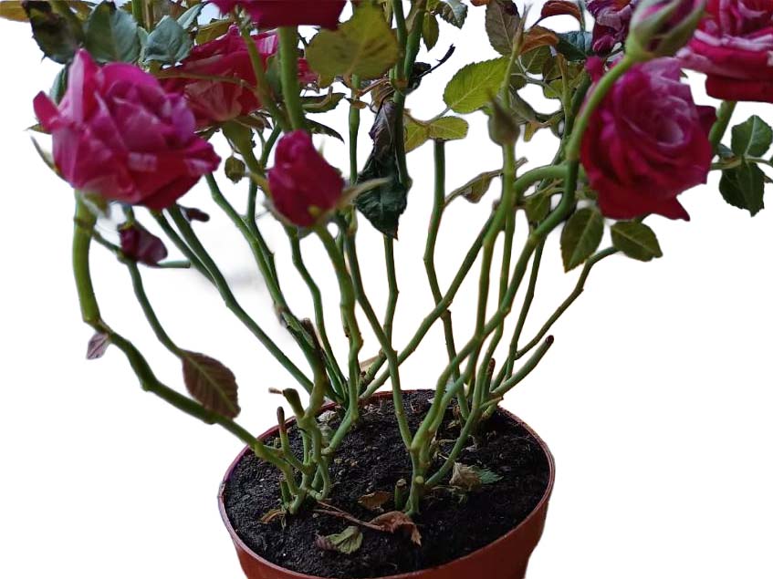 rózsa eldobja a leveleit