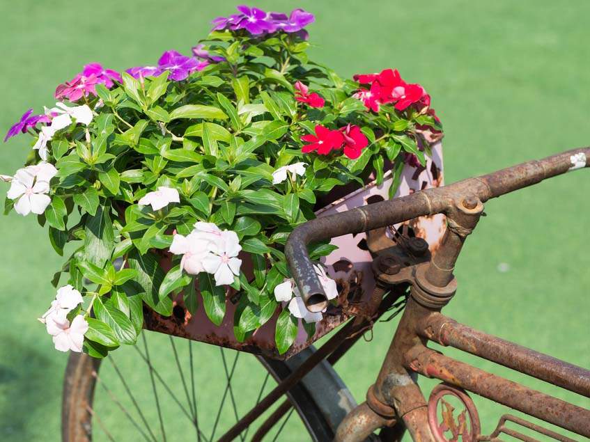 rózsameténg biciklin