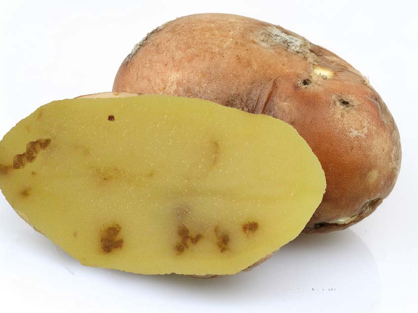 rozsdafolt burgonyán