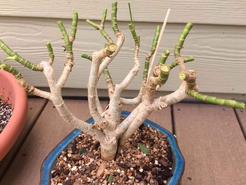 sugárrarália bonsai-nak nevelése