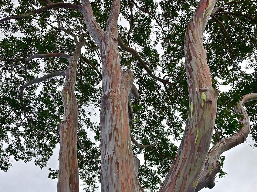 szivárvány eukaliptusz