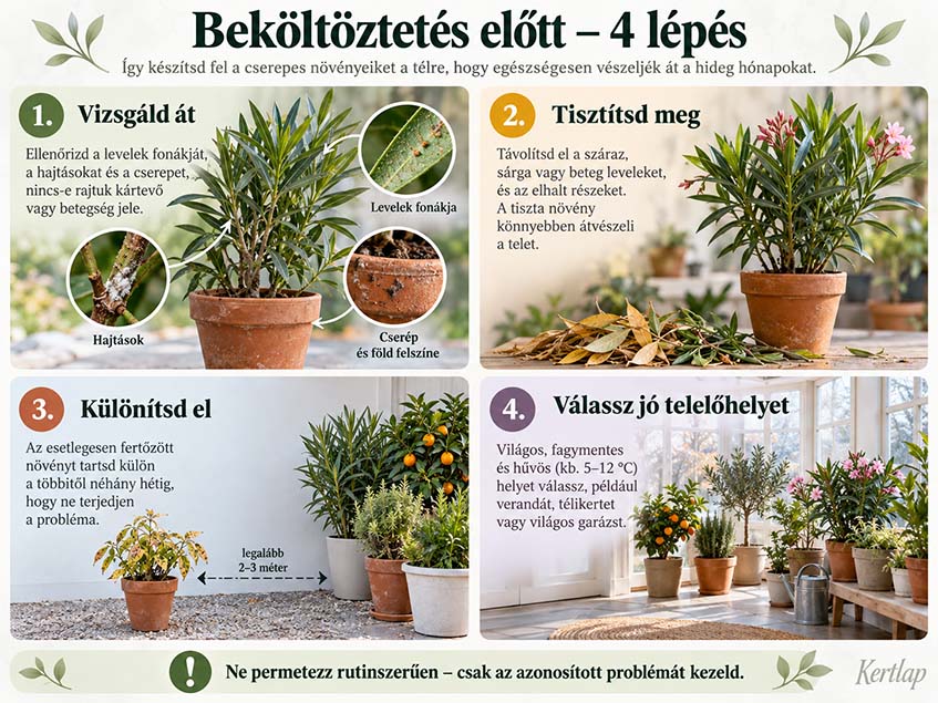 szobanövények beköltöztetése