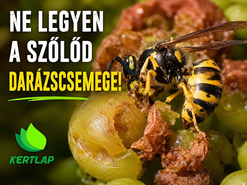 szőlőt fogyasztó darázs