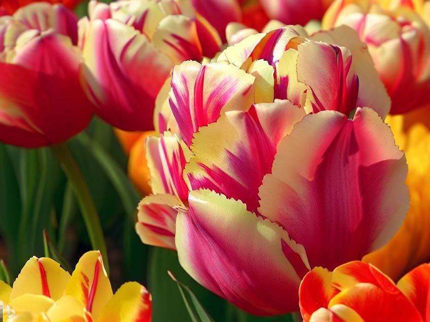cirmos tulipánok