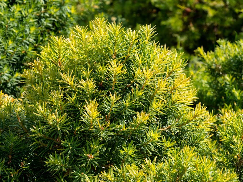 Taxus baccata aurea