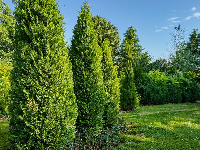 Taxus baccata fastigiata