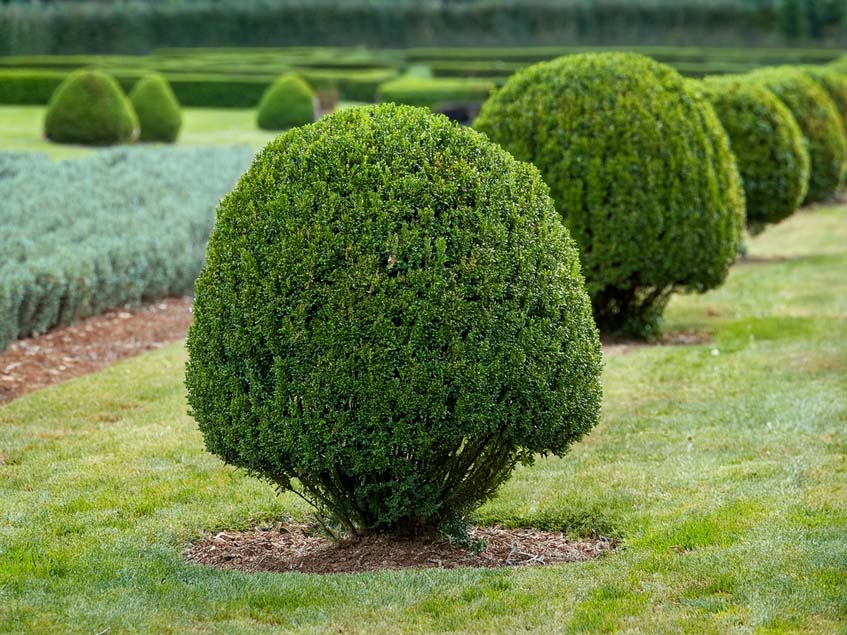 Taxus baccata formára nyirva