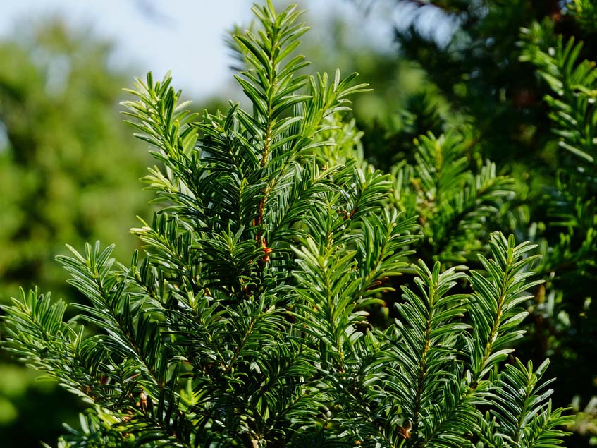 taxus baccata