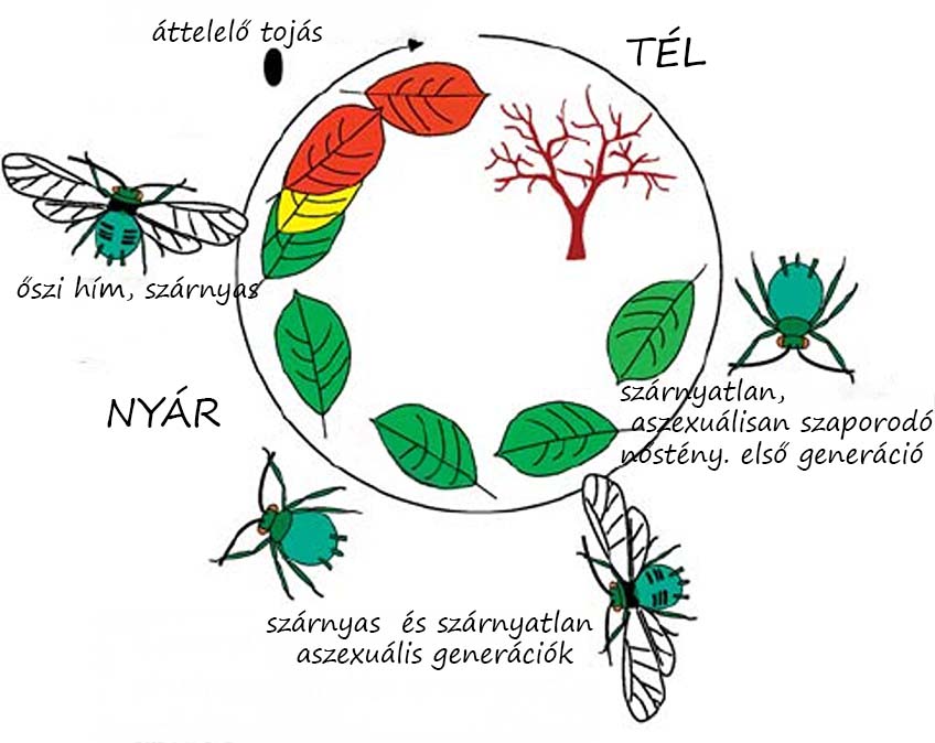 levéltetvek általános életciklusa