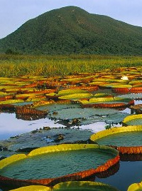 trópusi tündérrózsa, Peru