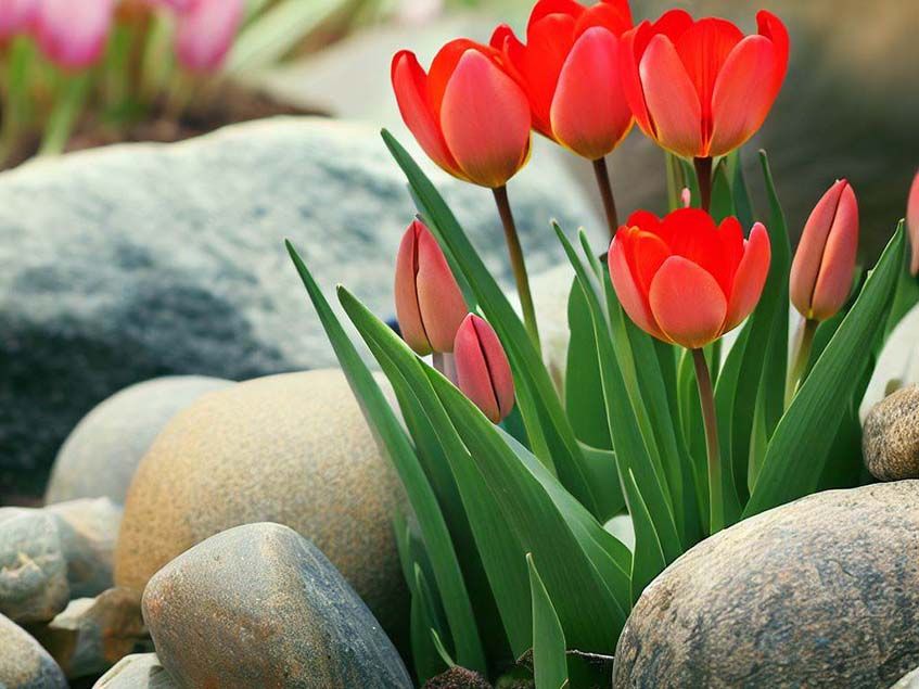 tulipánok kövek között