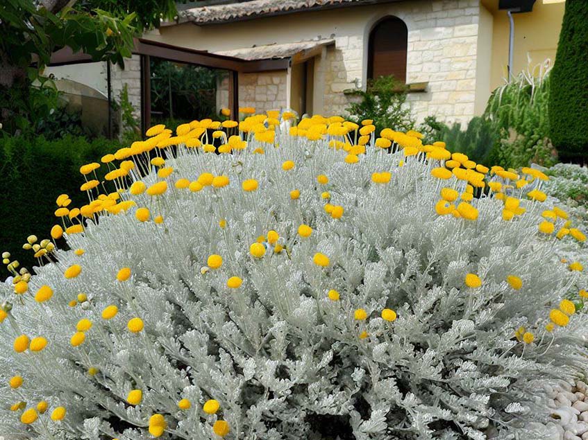 virágzó hamvas cipruska 