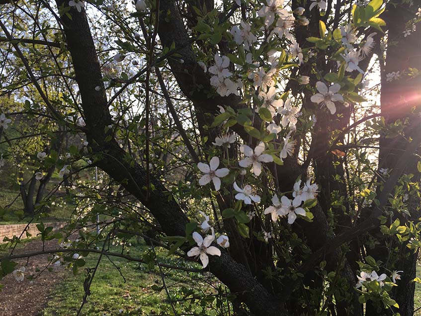 virágzó mirabolán
