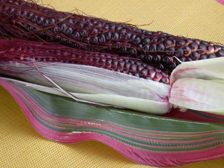 japán csíkos levelű kukorica
