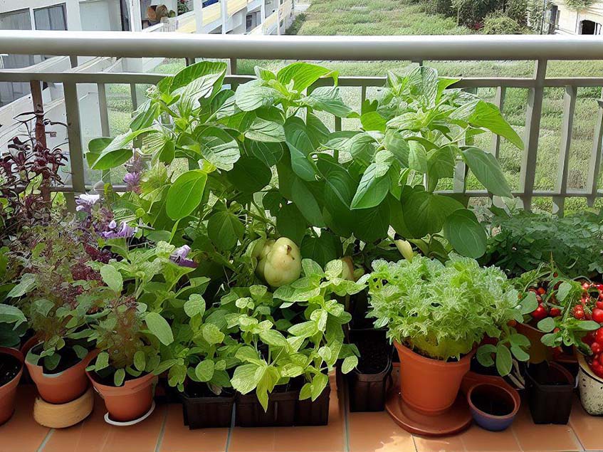 zöldségtermesztés balkonon